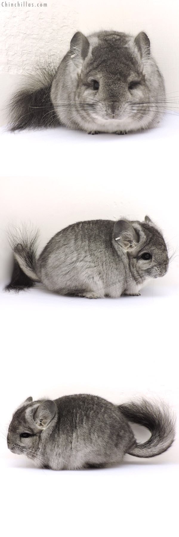 14189 Standard Royal Persian Angora Female Chinchilla