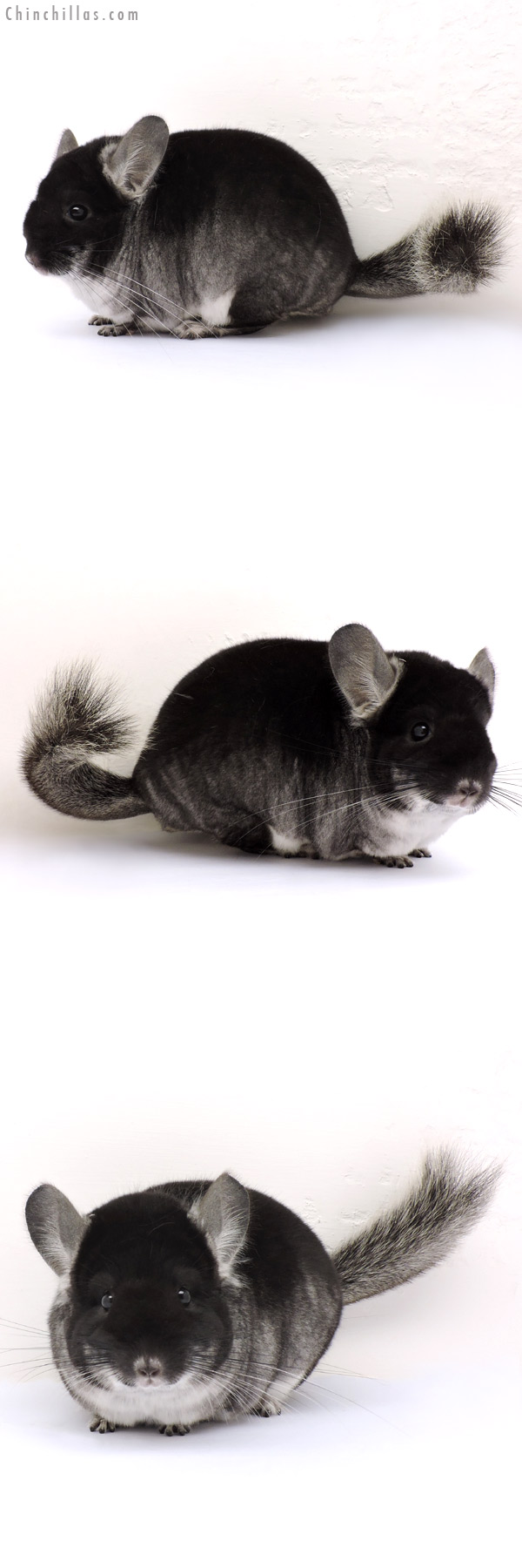 14184 Show Quality Black Velvet ( Violet Carrier ) Female Chinchilla