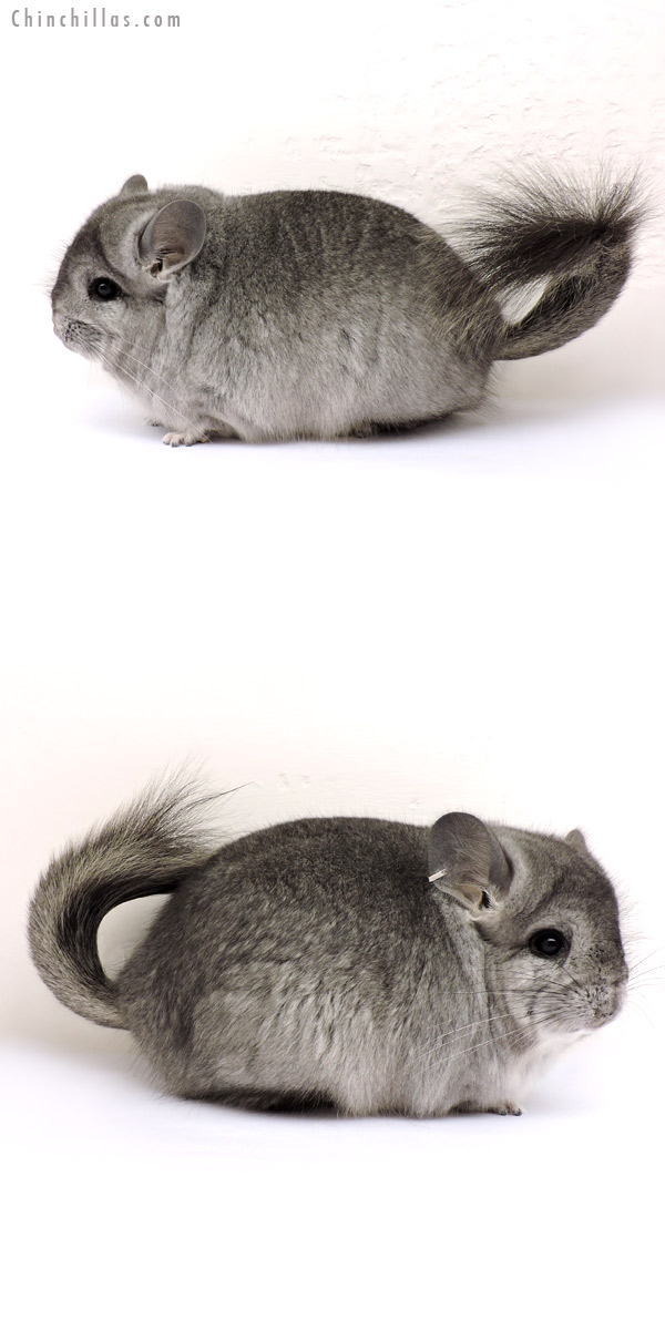 14200 Large, Exceptional Standard ( Ebony Carrier )  Royal Persian Angora Male Chinchilla