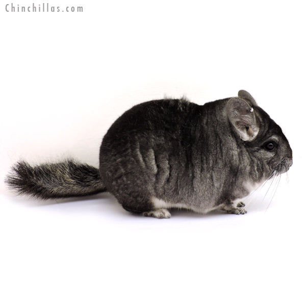 14193 Large, Multi Champion Standard Male Chinchilla