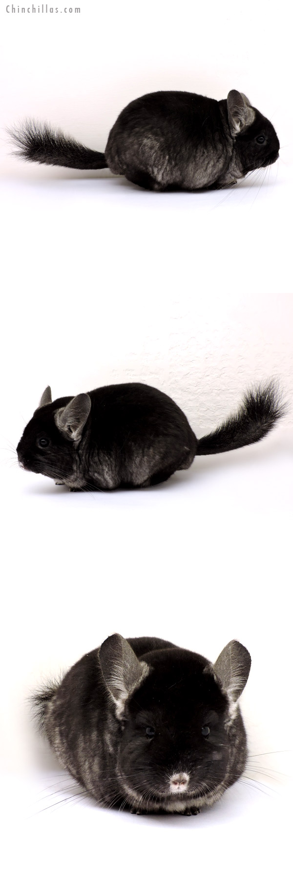 14196 Extra Large TOV Ebony Female Chinchilla