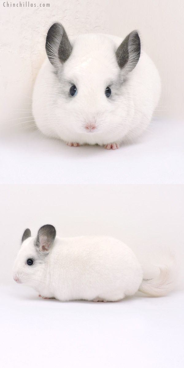 14203 Large Premium Production Quality Predominantly White Female Chinchilla