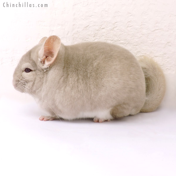 14192 Blocky, Phase Champion Homo Beige Male Chinchilla