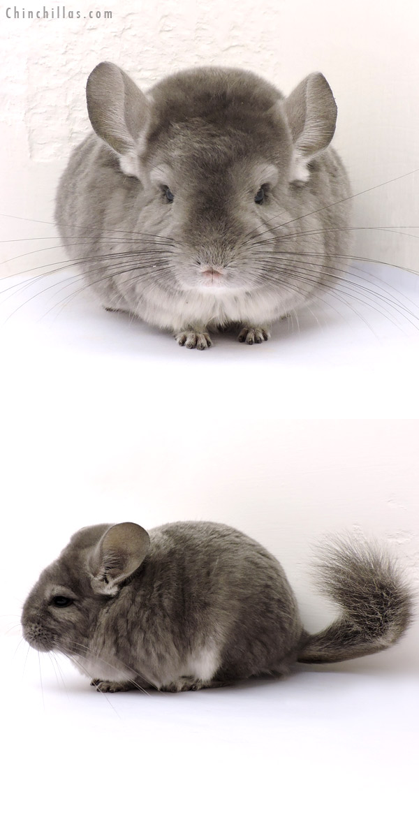 14195 Violet ( Ebony Carrier ) Female Chinchilla