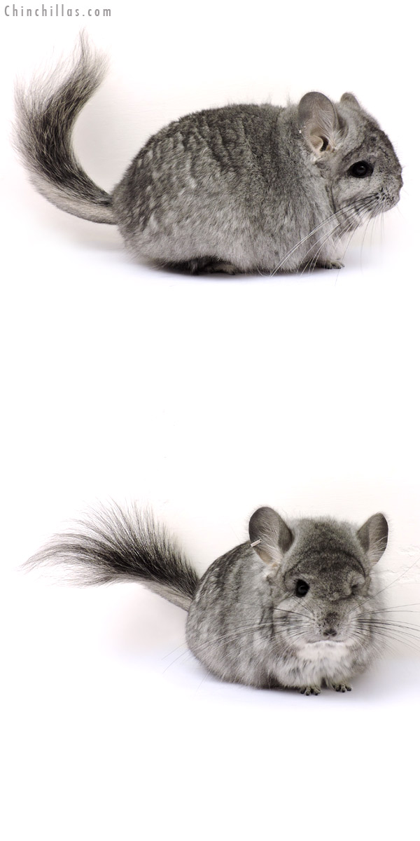 14197 Standard ( Ebony Carrier )  Royal Persian Angora Female Chinchilla