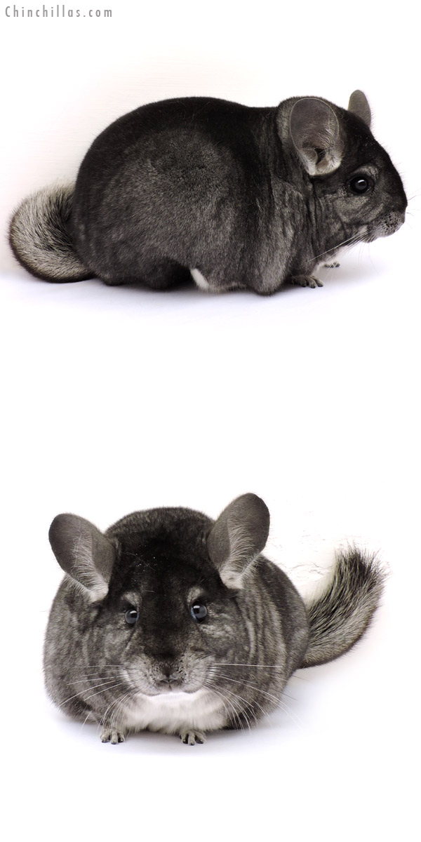 14204 Large Blocky Premium Production Quality Standard Female Chinchilla