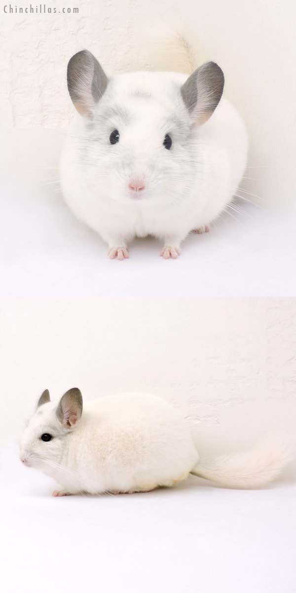 14202 Show Quality White Mosaic Male Chinchilla