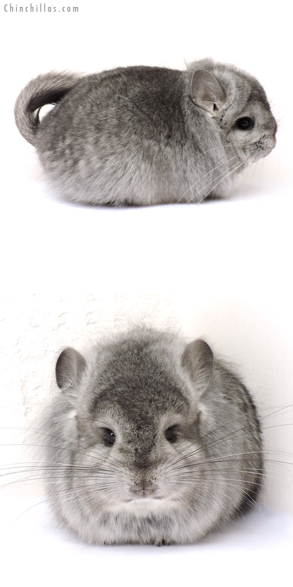 14209 Exceptional Light Hetero Ebony  Royal Persian Angora Male Chinchilla