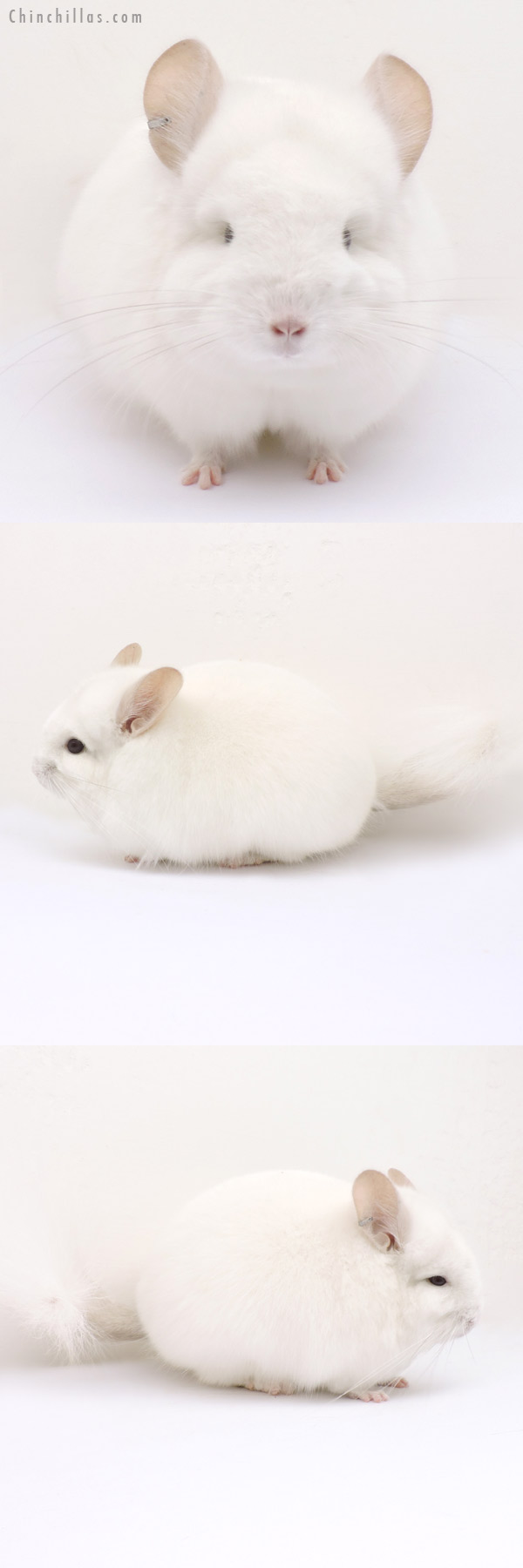 14212 Exceptional Pink White  Royal Persian Angora Male Chinchilla