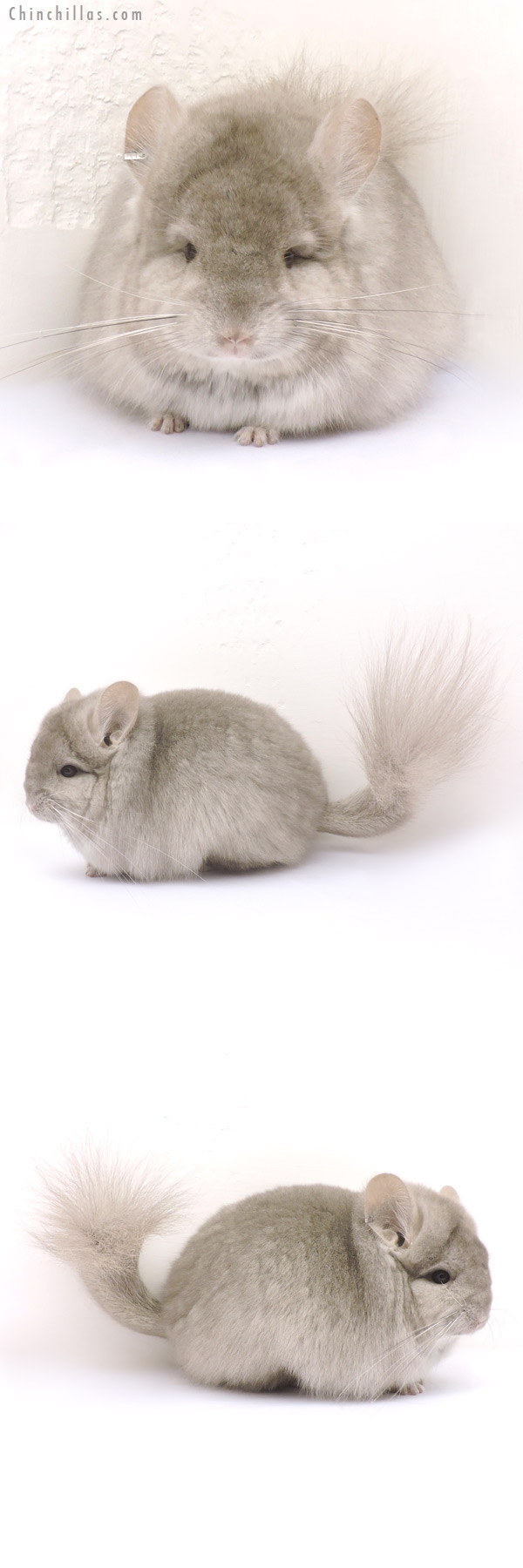 14214 Exceptional Beige  Royal Persian Angora Female Chinchilla