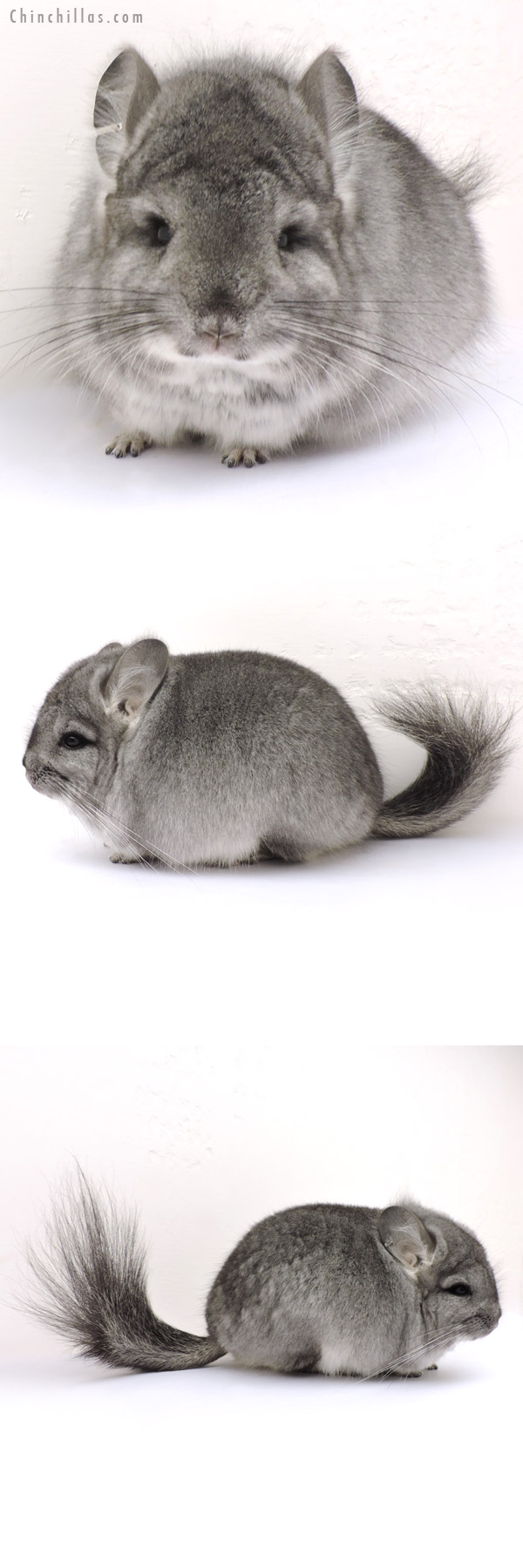 14211 Standard  Royal Persian Angora Male Chinchilla