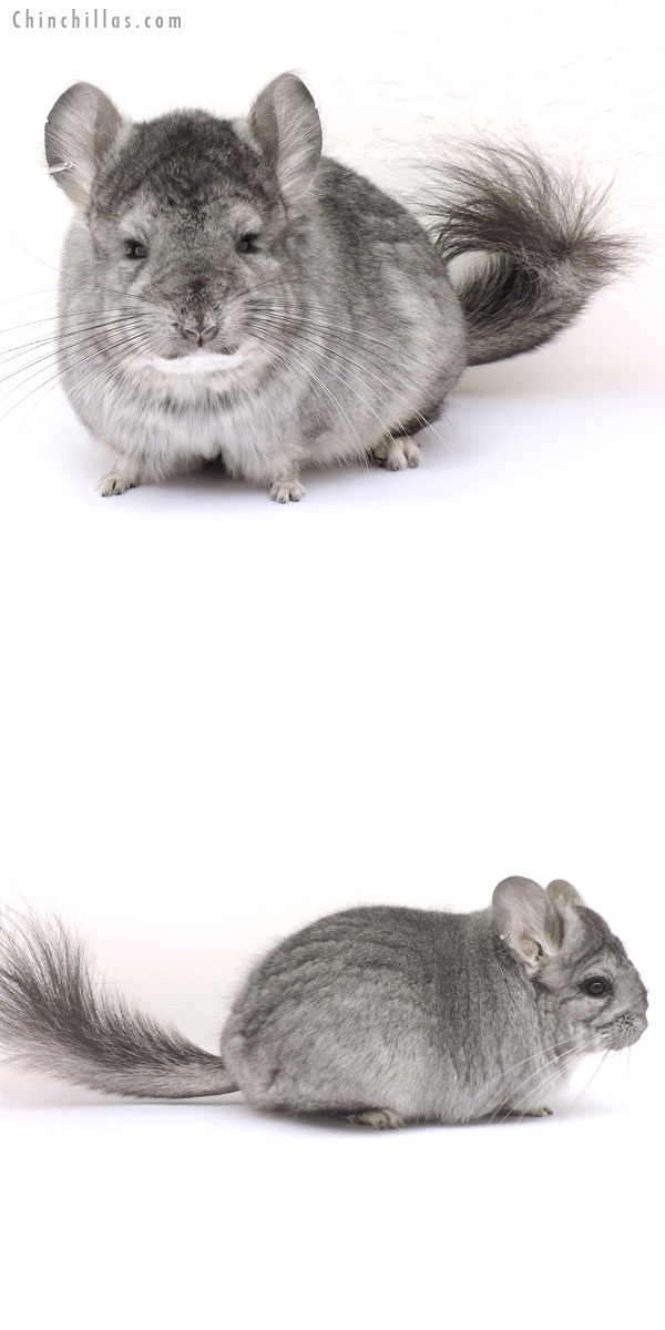 14213 Light Hetero Ebony  Royal Persian Angora Female Chinchilla