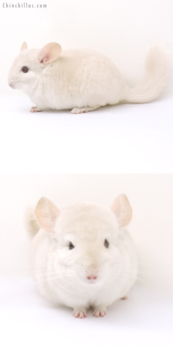 14208 Goldbar Male Chinchilla