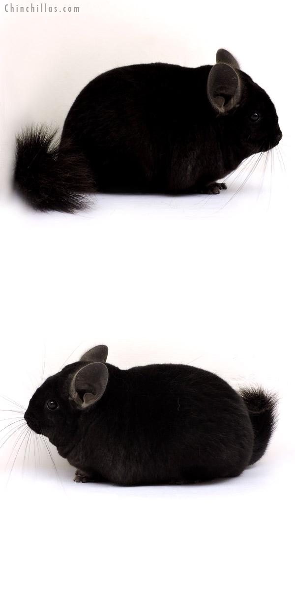 14230 Premium Production Quality Ebony Female Chinchilla