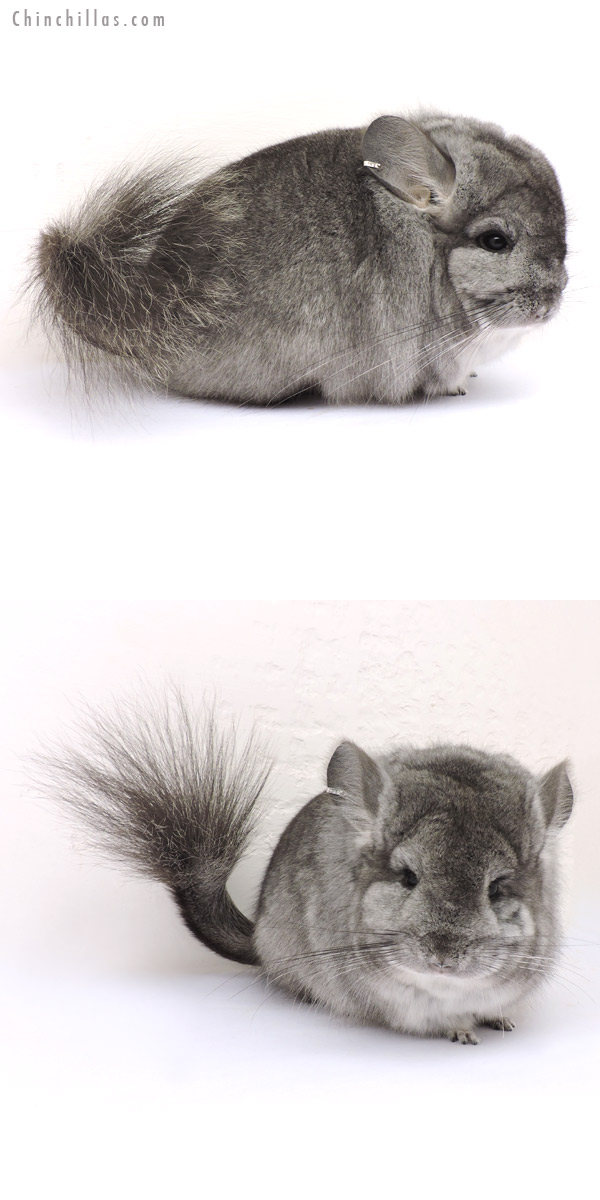 14198 Standard  Royal Persian Angora Female Chinchilla