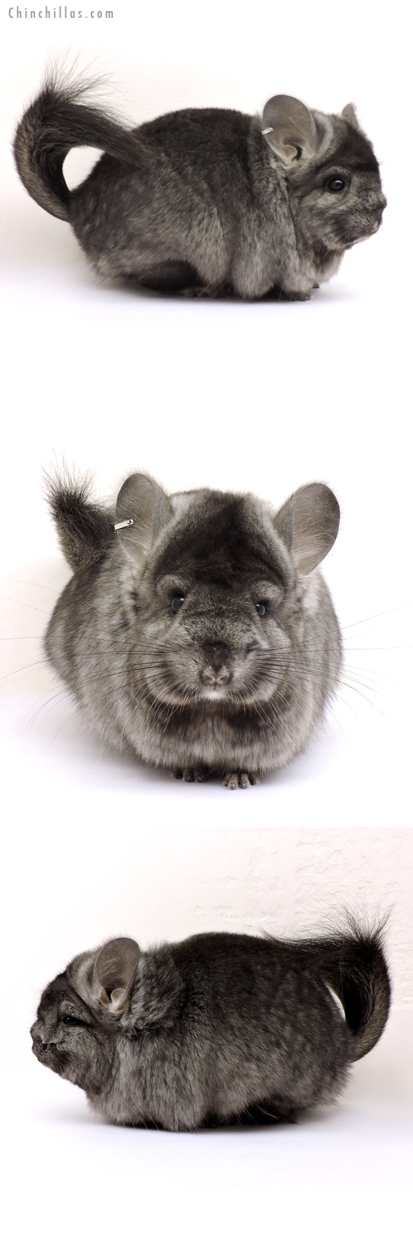 14224 Exceptional Ebony  Royal Persian Angora Female Chinchilla