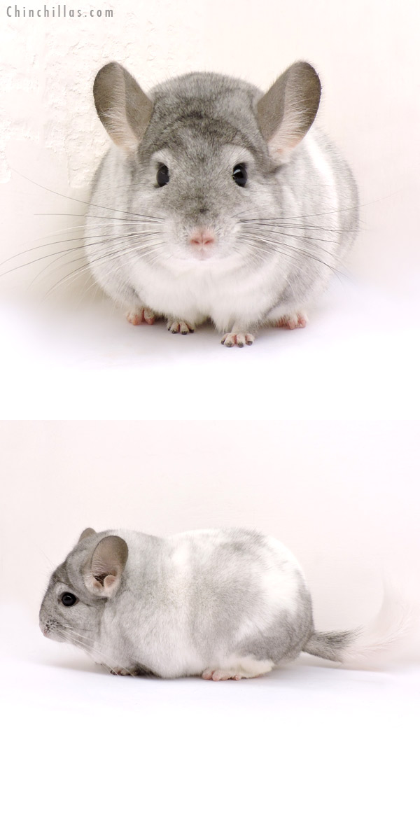 14219 Blocky Herd Improvement Quality White Mosaic Male Chinchilla