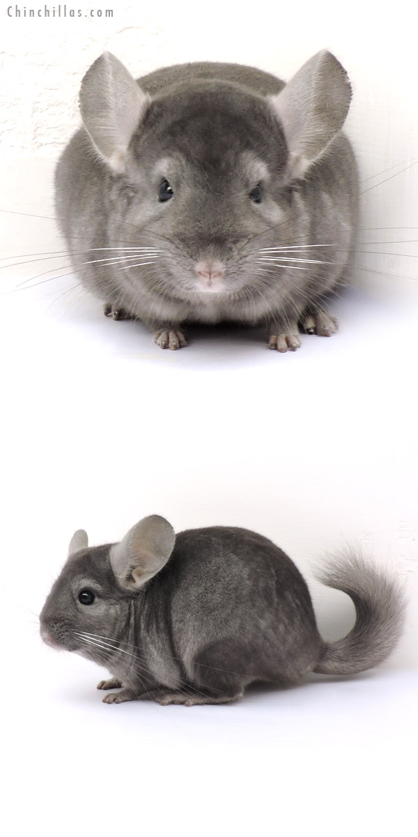 14210 Show Quality Wrap Around Sapphire Male Chinchilla