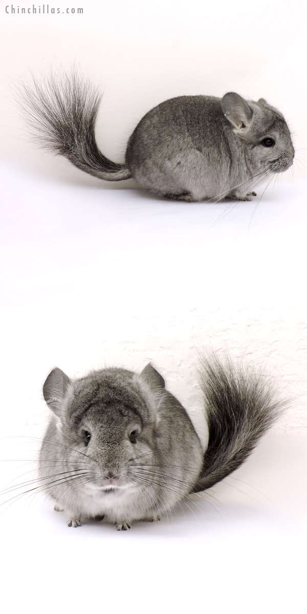 14223 Standard  Royal Persian Angora Female Chinchilla