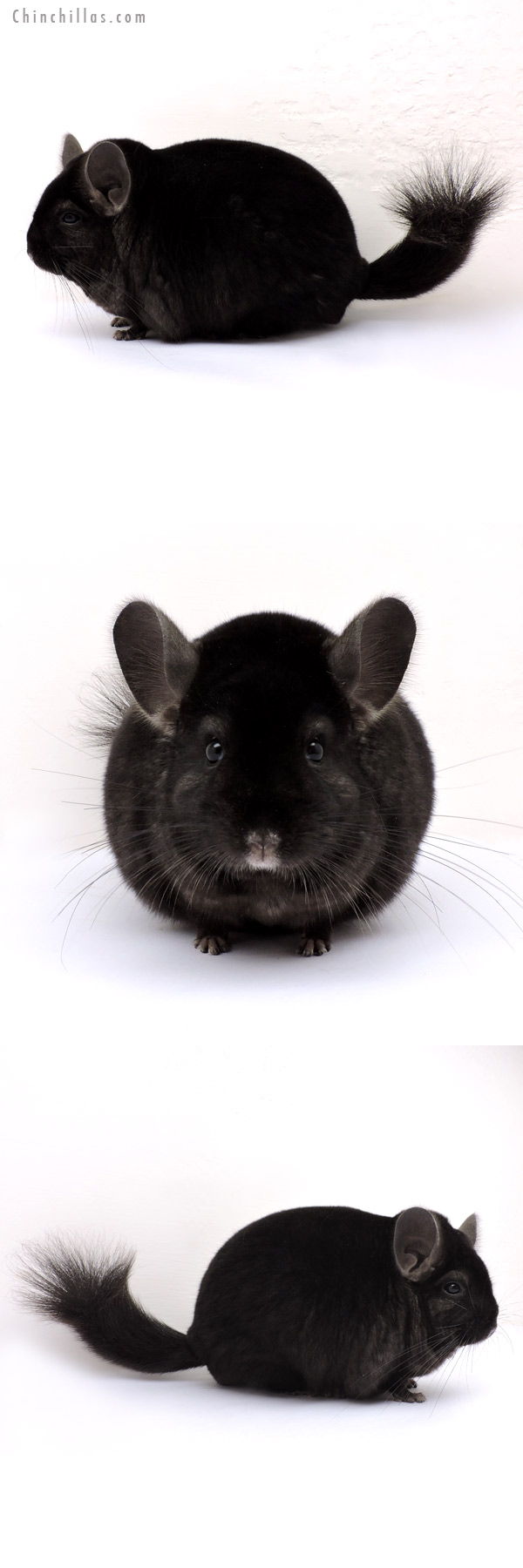 14217 Large Blocky Herd Improvement Quality Ebony Male Chinchilla