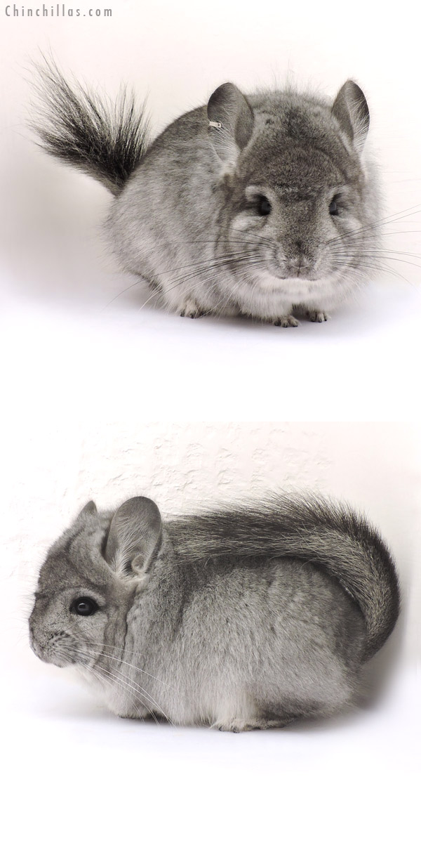 14226 Standard  Royal Persian Angora Male Chinchilla