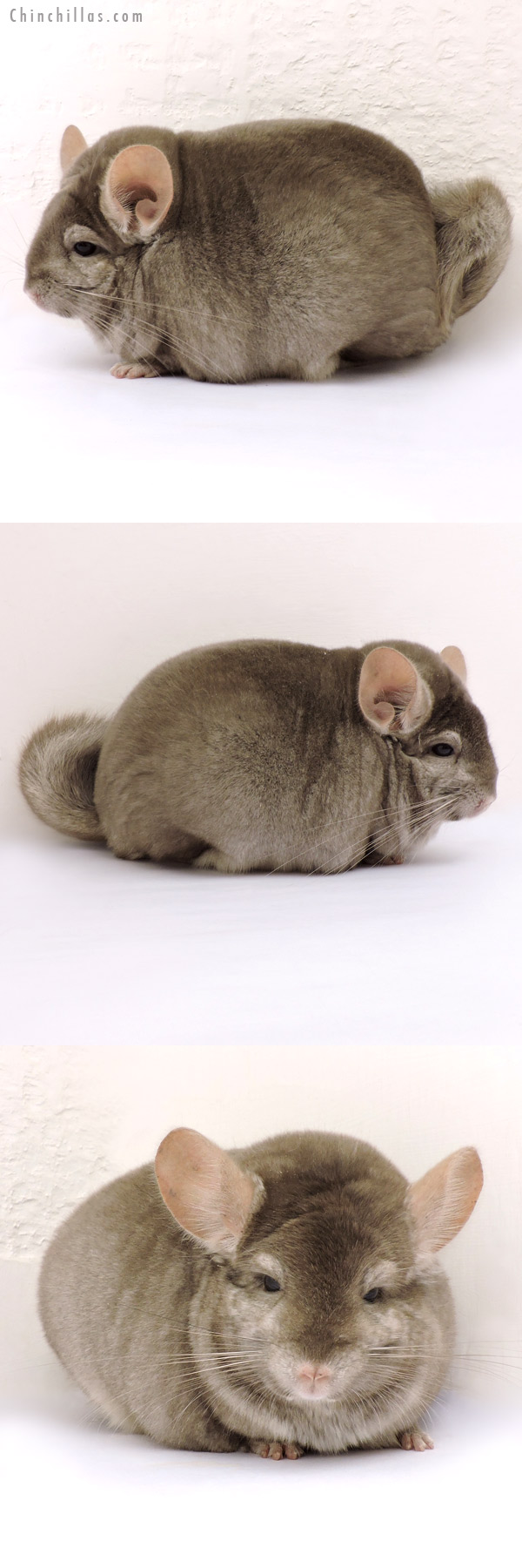 14229 Large Blocky Herd Improvement Quality Tan Male Chinchilla