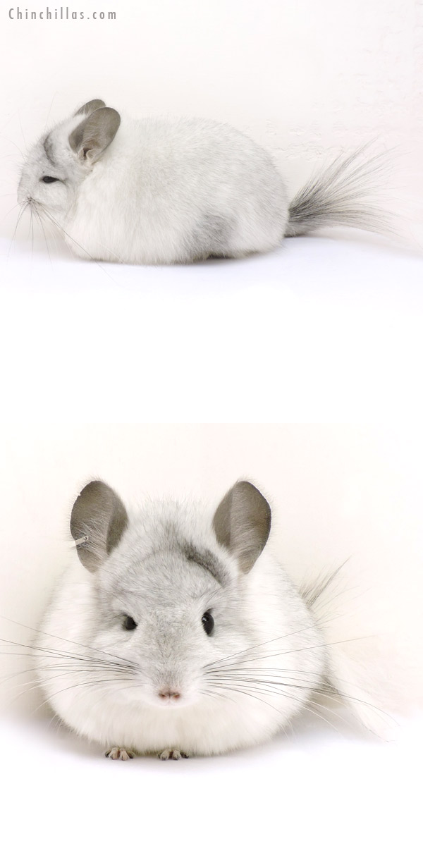 14215 Silver Mosaic  Royal Persian Angora Female Chinchilla