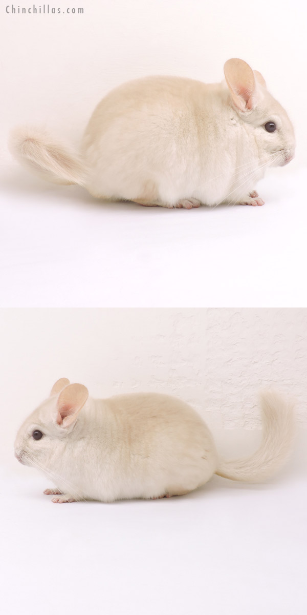 14228 Goldbar Male Chinchilla