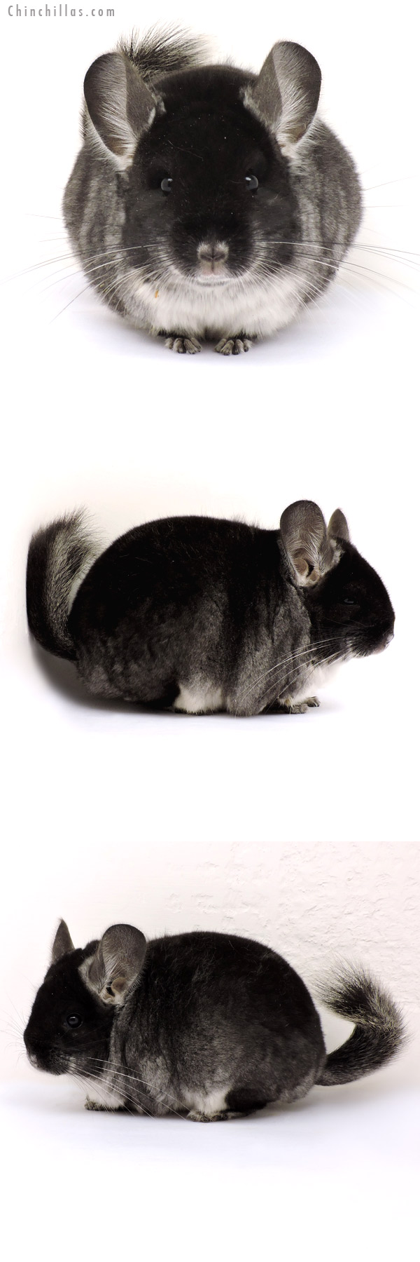 14221 Large Show Quality Black Velvet Female Chinchilla