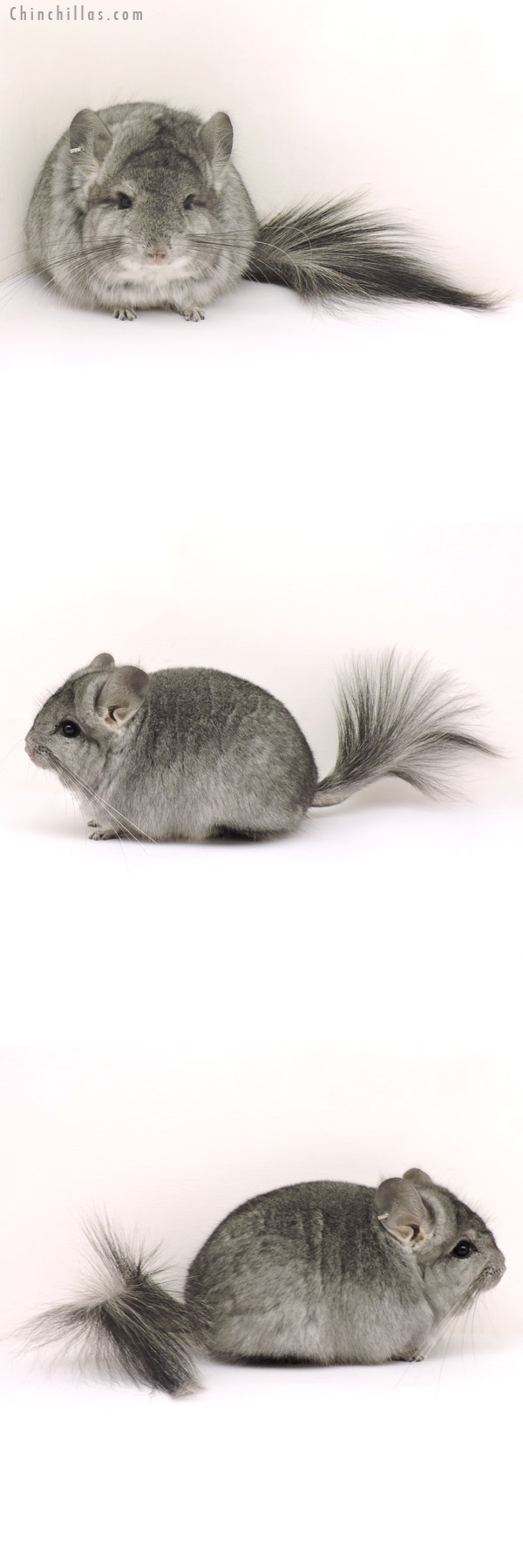 14142 Standard  Royal Persian Angora Female Chinchilla