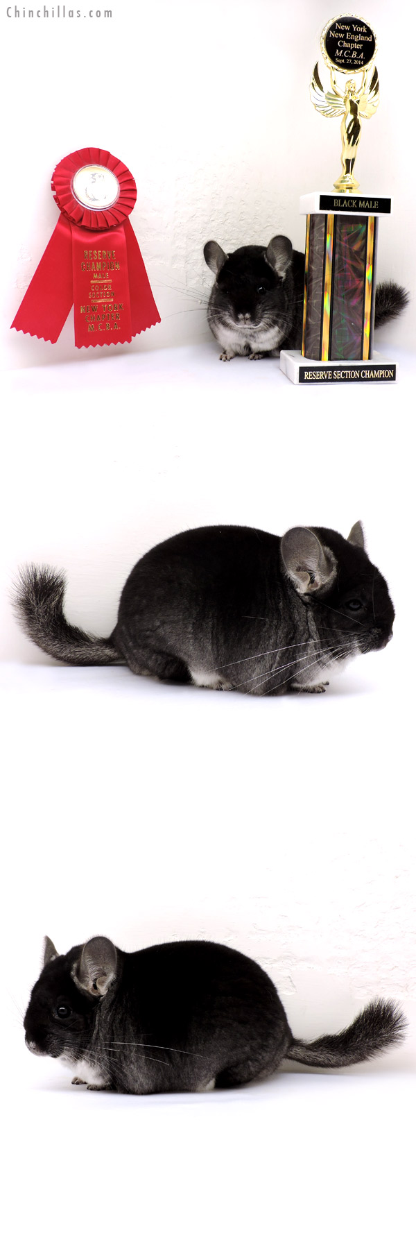 14246 Brevi type Reserve Section Champion Black Velvet Male Chinchilla