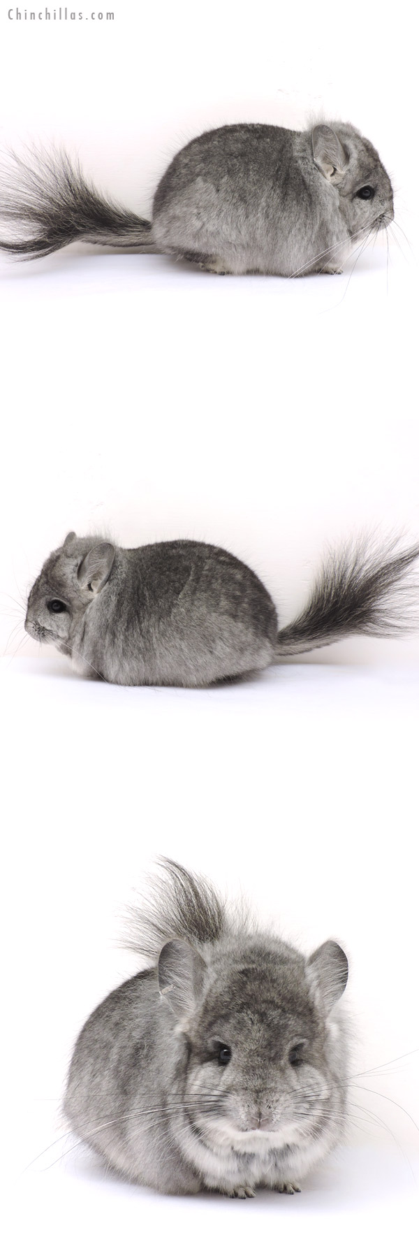 14244 Standard  Royal Persian Angora Male Chinchilla with 'lion mane'