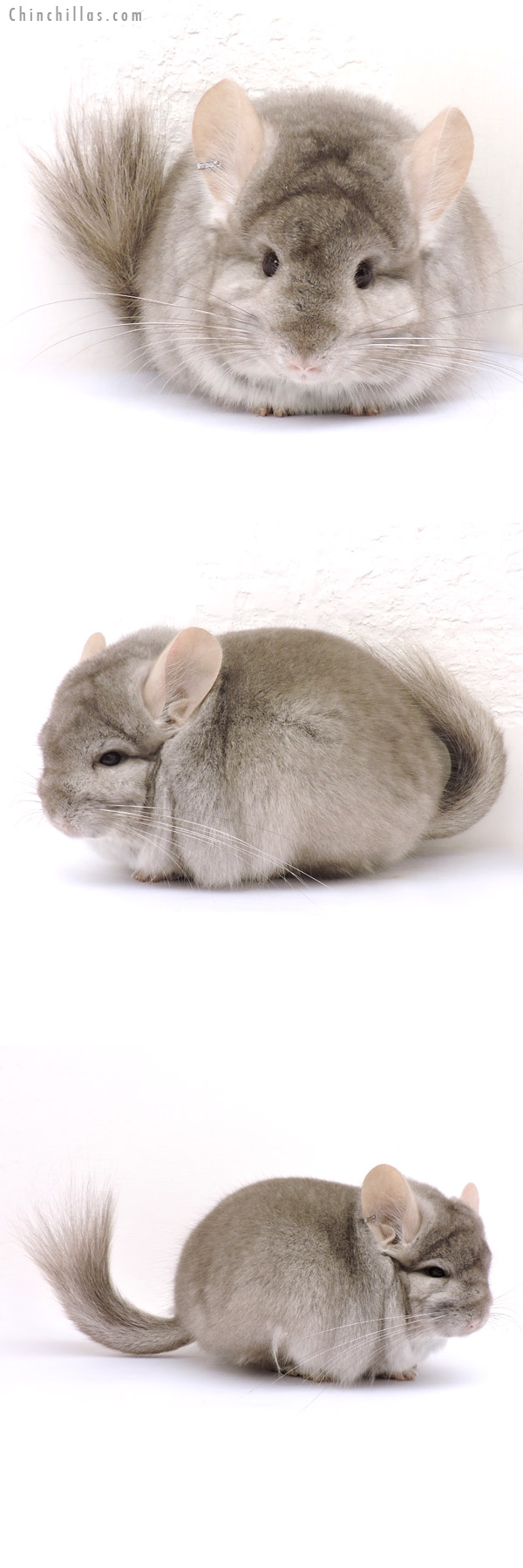 14238 Beige Royal Persian Angora Male Chinchilla