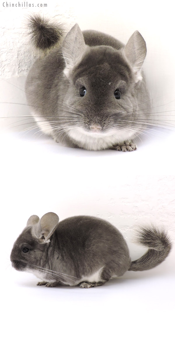 14234 TOV Violet Female Chinchilla