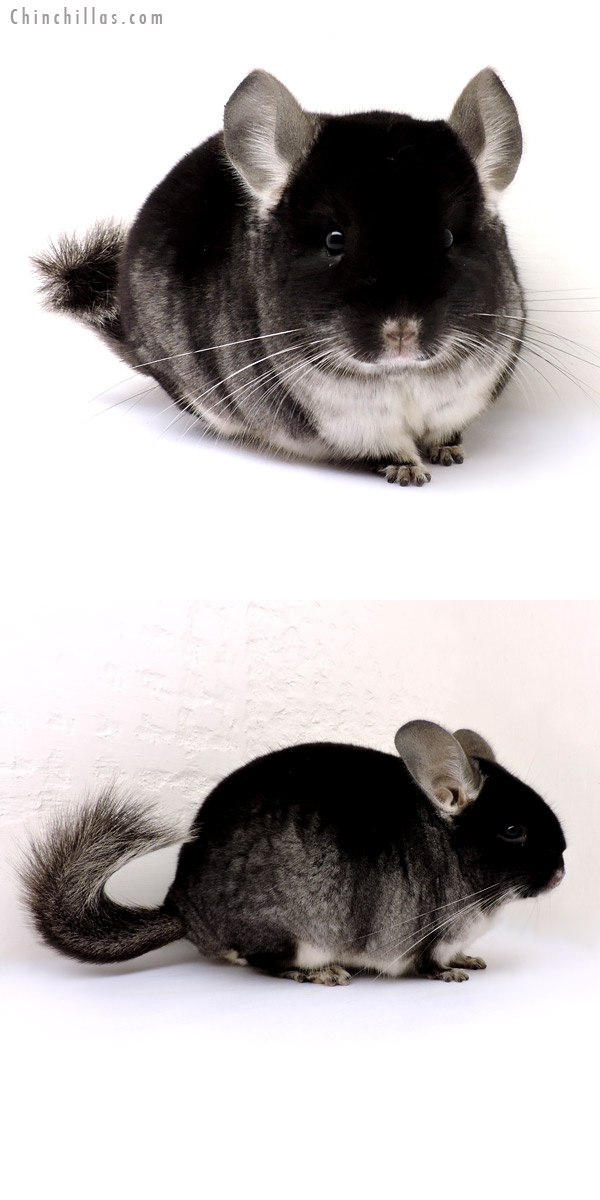 14233 Show Quality Black Velvet ( Violet Carrier ) Male Chinchilla