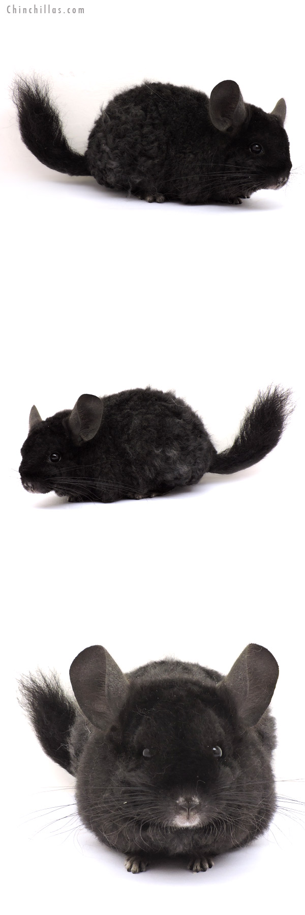 14220 Ebony Full Locken Female Chinchilla