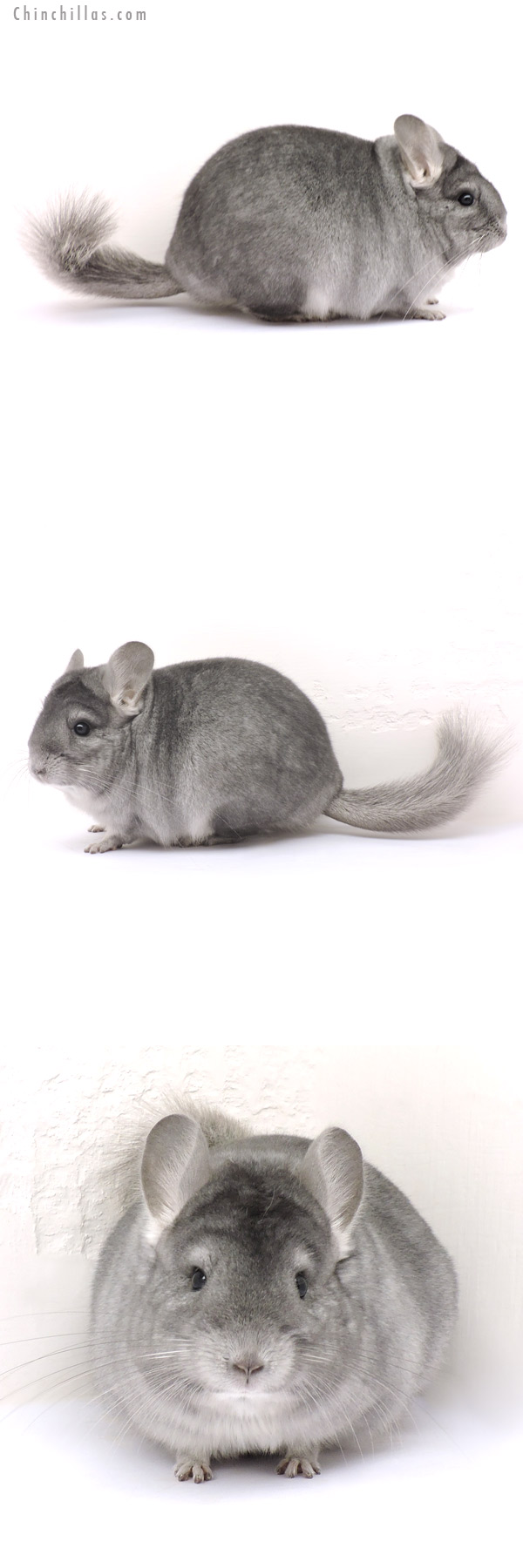 14263 Large Blocky Show Quality Sapphire Female Chinchilla