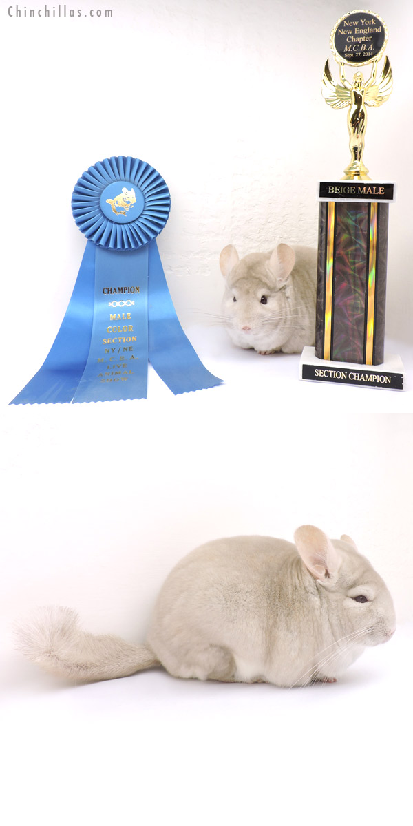 14245 Section Champion Homo Beige Male Chinchilla