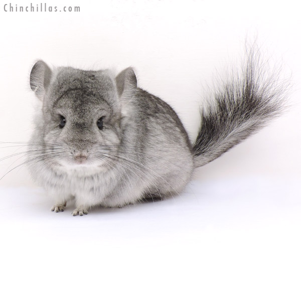 14241 Standard  Royal Persian Angora Female Chinchilla