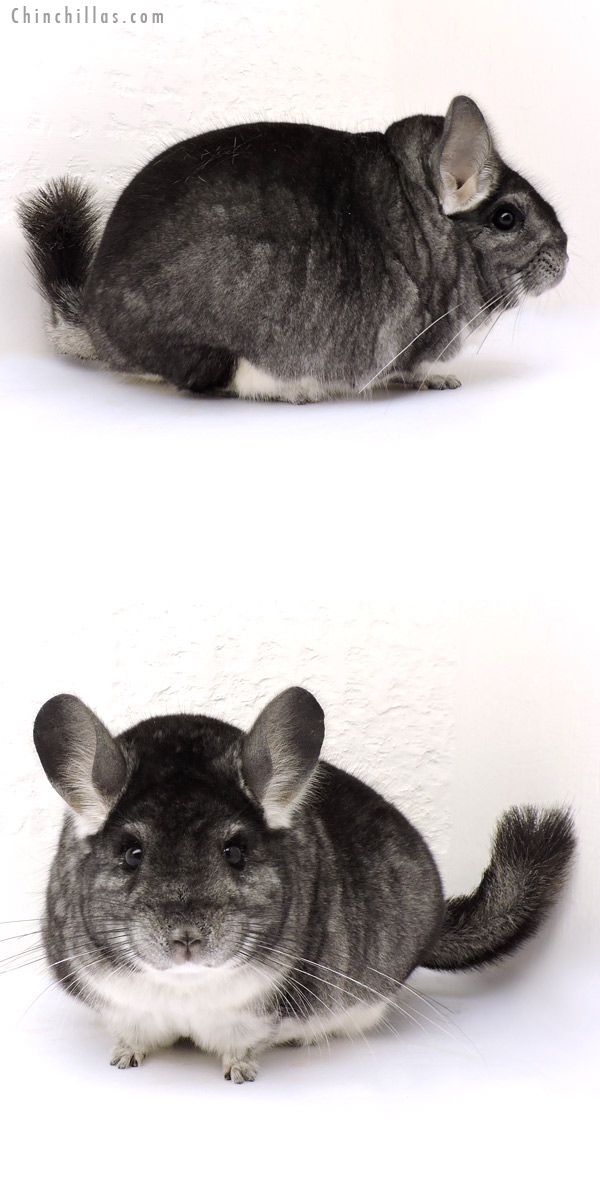 14258 Extra Large Blocky 1st Place Standard Male Chinchilla