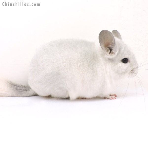 14260 Show Quality Violet & White Mosaic Female Chinchilla