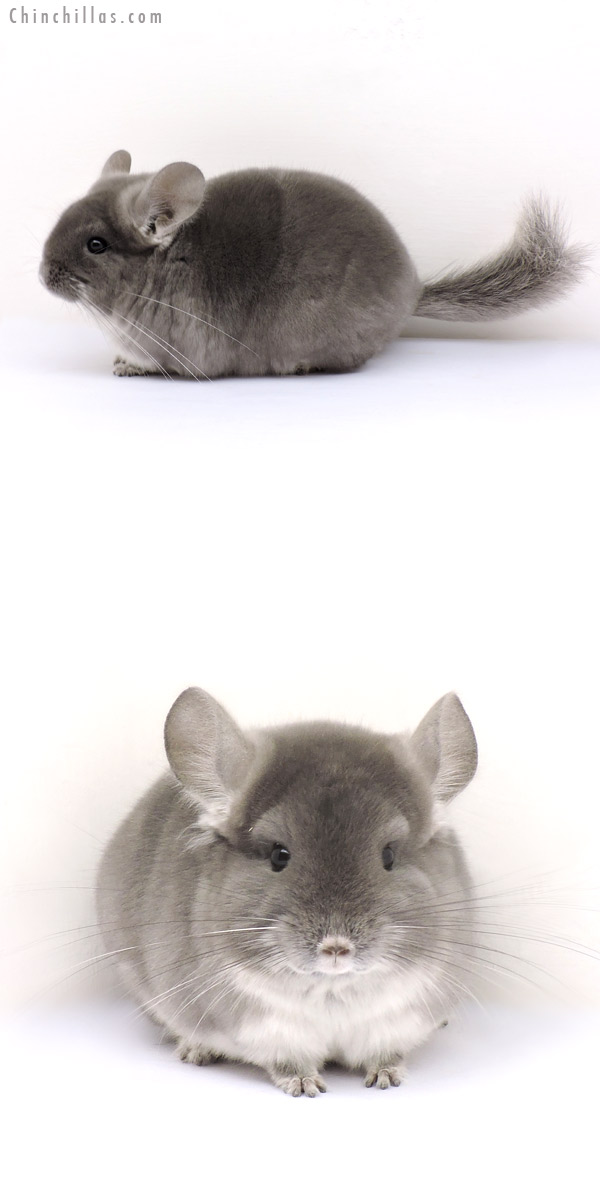 14242 Show Quality TOV Violet Female Chinchilla