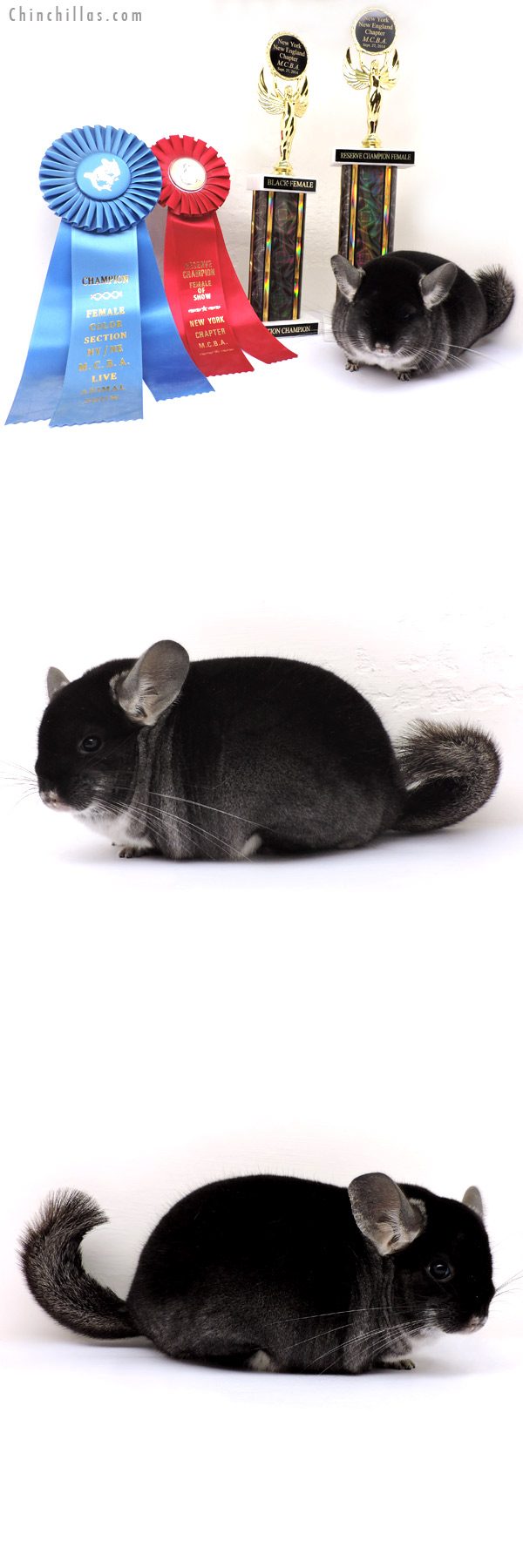 14247 Black Velvet Female Chinchilla - Section Champion & Reserve Champion Female Chinchilla of Show