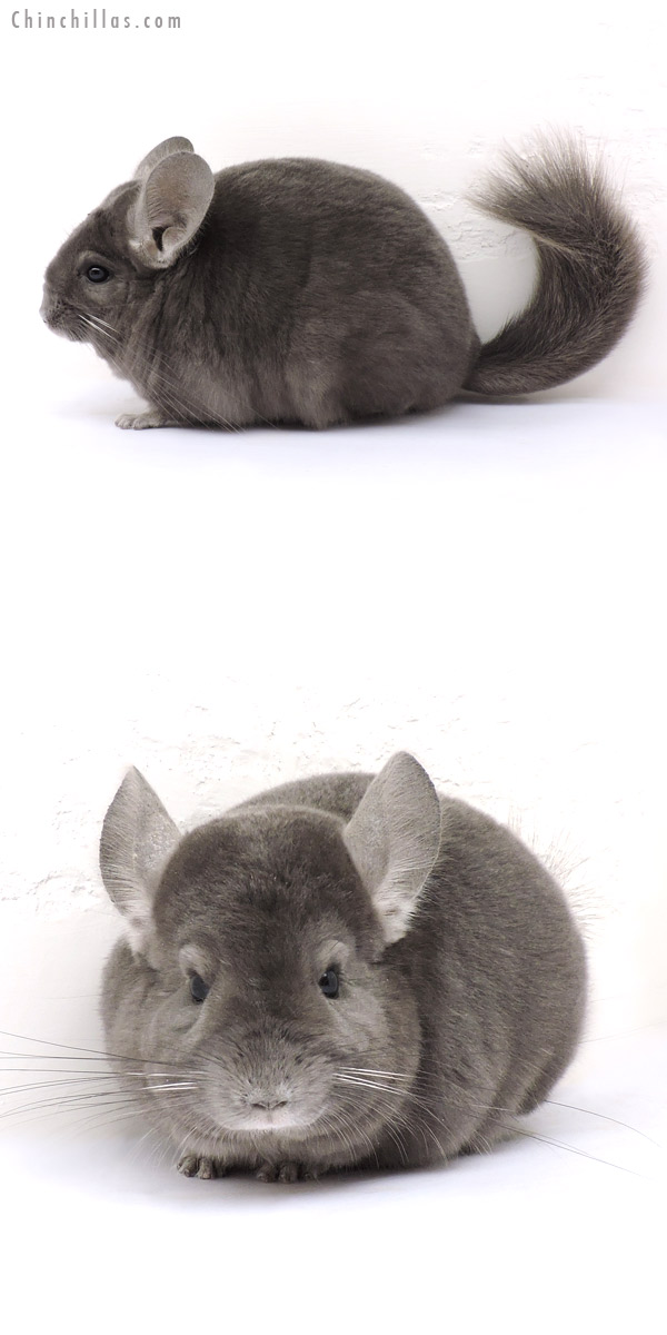 14270 Wrap Around Violet Female Chinchilla