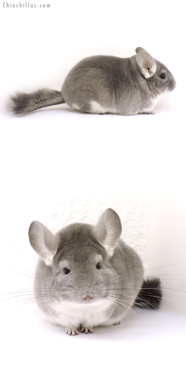 14271 Large Premium Production Quality Violet Female Chinchilla