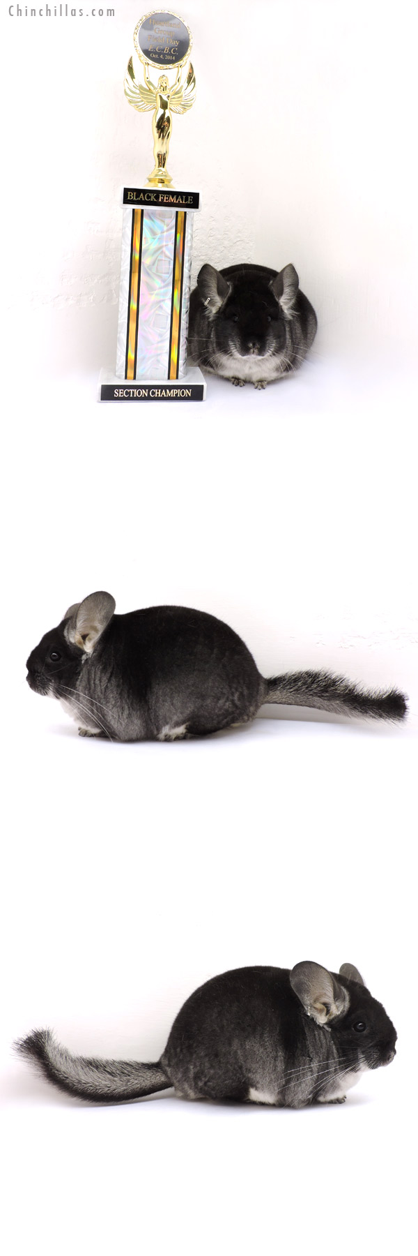 14272 Section Champion Black Velvet Female Chinchilla