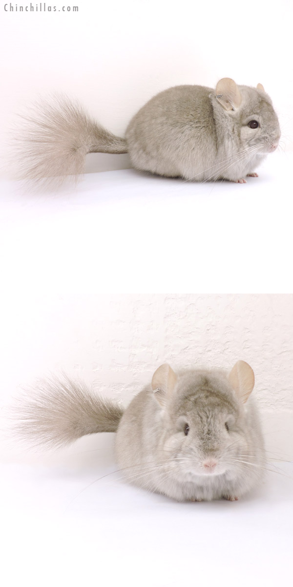 14243 Exceptional Beige  Royal Persian Angora Female Chinchilla