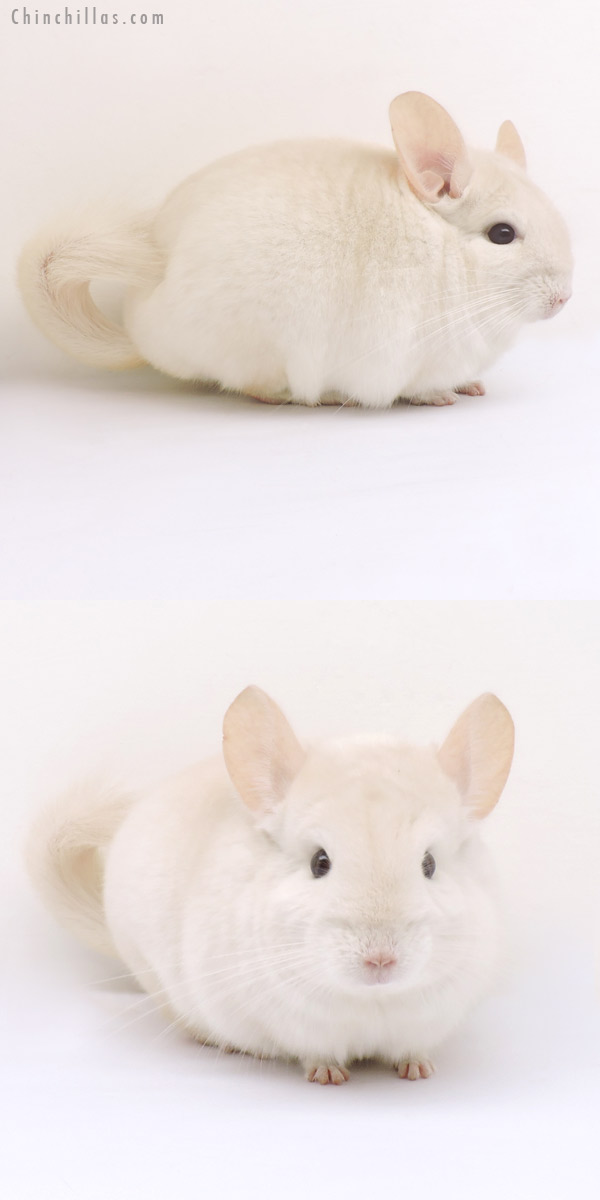 14239 Goldbar Male Chinchilla