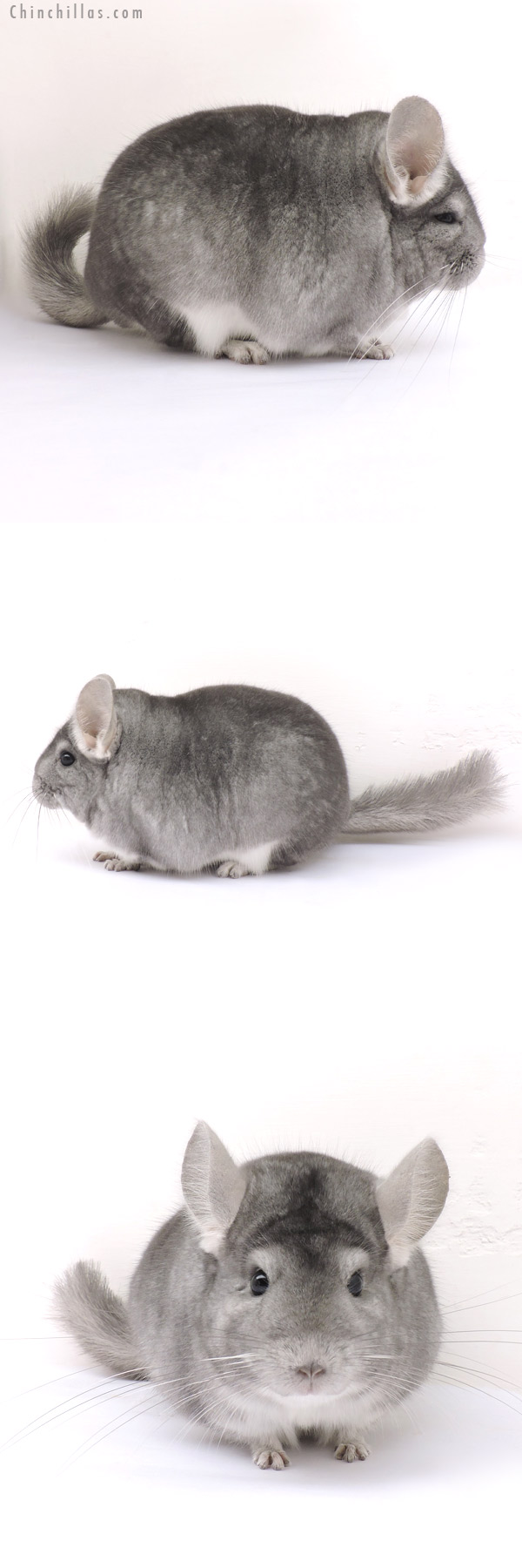 14256 Extra Blocky Herd Improvement Quality Sapphire Male Chinchilla