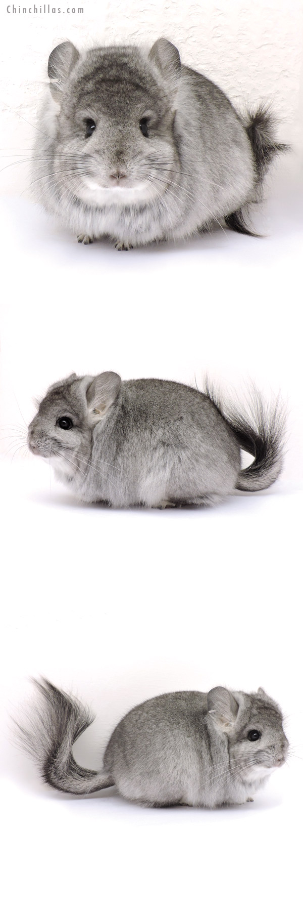 14240 Standard  Royal Persian Angora Female Chinchilla